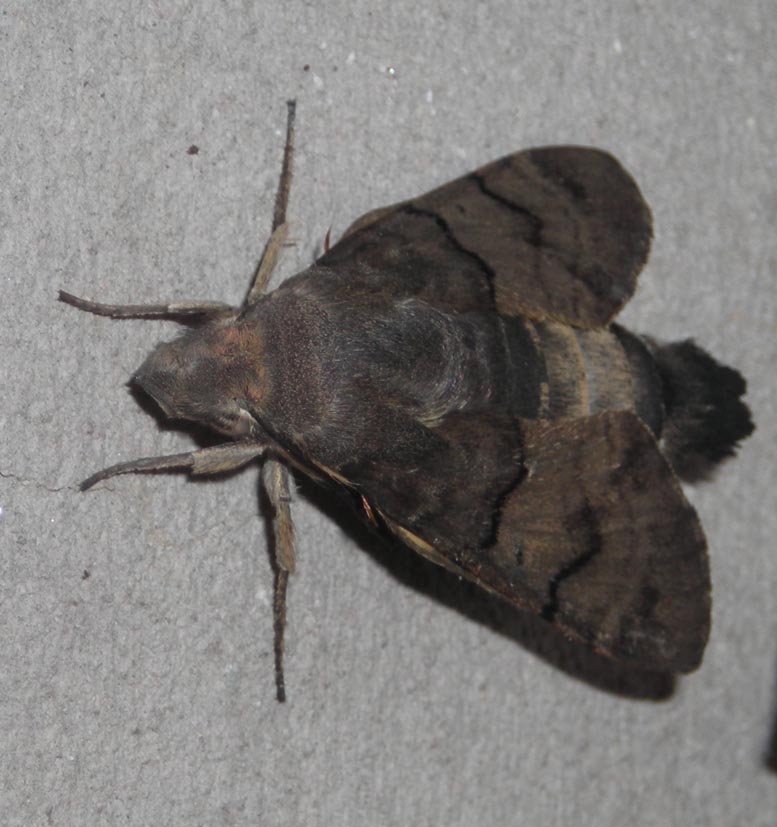 Pupa di Macroglossum stellatarum
